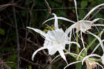 Northern spiderlily